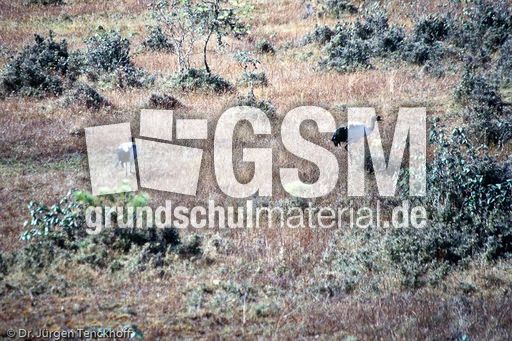 Schwarzhalzkranich (3 von 3).jpg